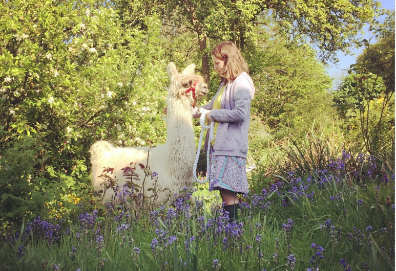 Pembrokeshire Llama Experience